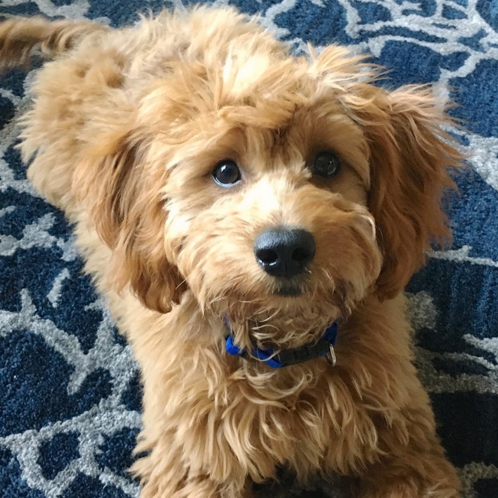 Meet your Posher, Addey